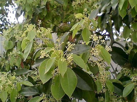 樟樹開花|樟樹是什麼？台灣原生樹種的特性與文化意義 